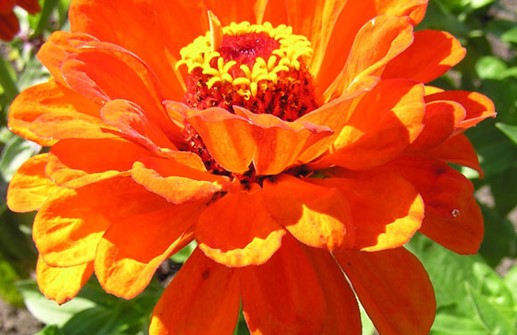 Zinnia 'Landreths Oriol', blomma