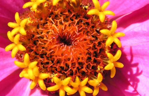 Zinnia 'Landreths Oriol', detaljstudie