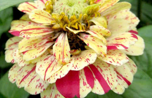 Zinnia 'Peppermint Stick', blomma