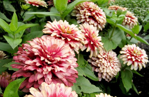 Zinnia 'Twizzle Cherry&Ivory'