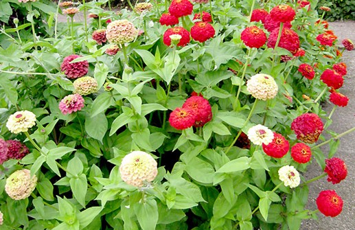 Zinnia