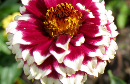 Guldzinnia 'Aztec Sunset'