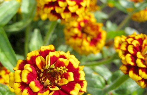 Guldzinnia 'Aztec Sunset'