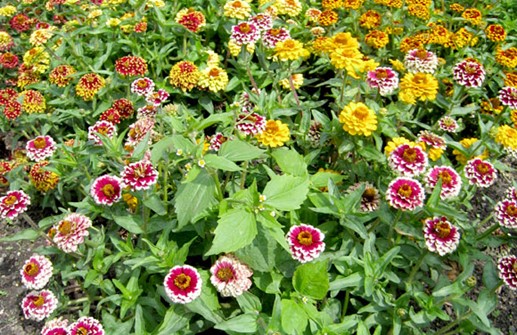 Guldzinnia 'Aztec Sunset'