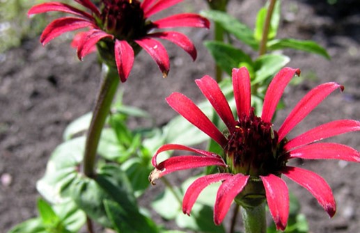 Spindelzinnia 'Red Spider', blomma