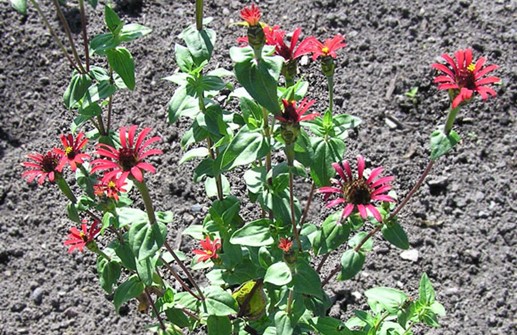 Spindelzinnia 'Red Spider'