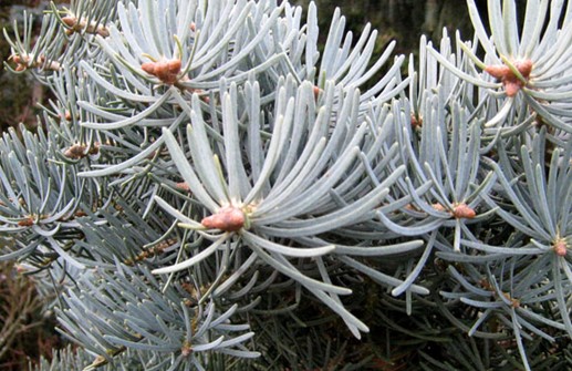 Coloradogran 'Glauca Compacta', barr