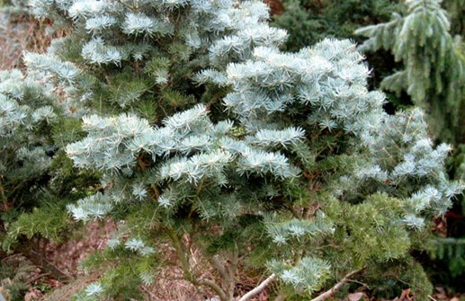 Coloradogran 'Glauca Compacta'