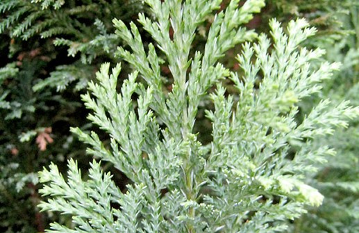 Ädelcypress 'Ellwoodii', barrens undersida