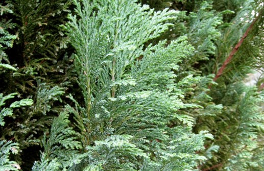 Ädelcypress 'Ellwoodii', barr