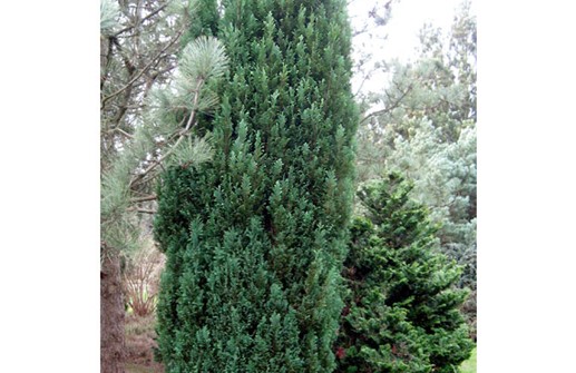 Ädelcypress 'Ellwoodii'