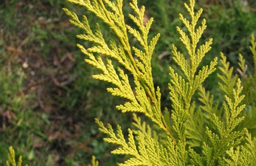 Ädelcypress 'Golden Wonder', barr