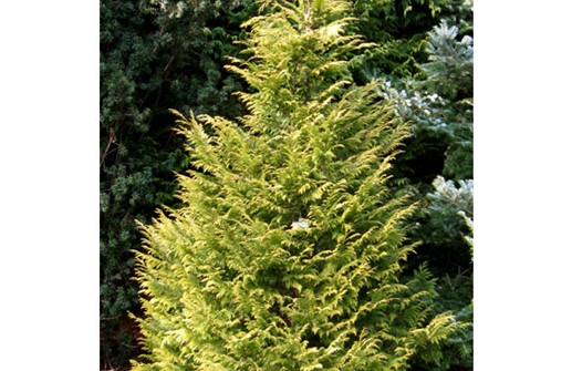 Ädelcypress 'Golden Wonder'