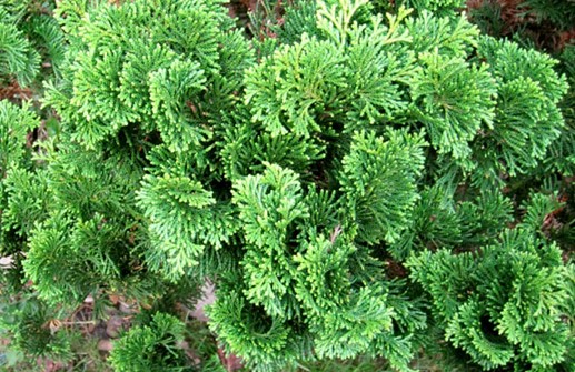 Japansk ädelcypress 'Nana Gracilis', grenverk