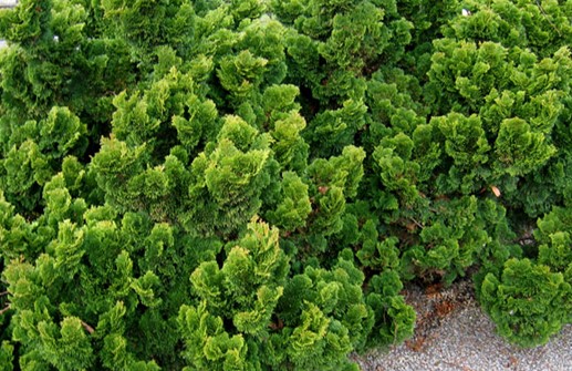 Japansk ädelcypress 'Nana Gracilis'