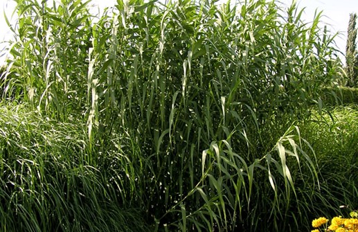 Arundo donax, italienskt tuvrör