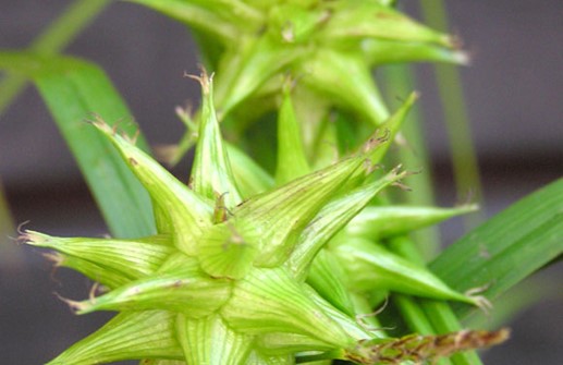 Spikklubbestarr, häftiga blomställningar