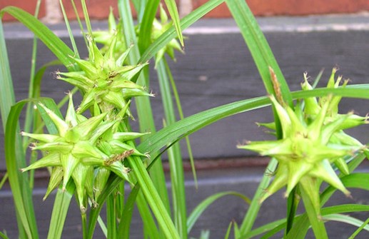 Spikklubbestarr, med blomställningar