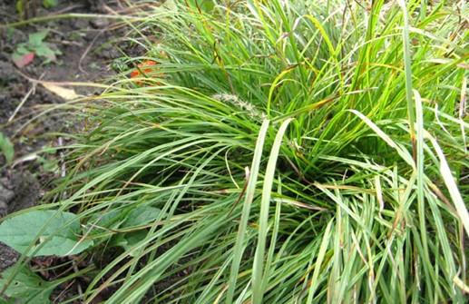 Carex montana, lundstarr
