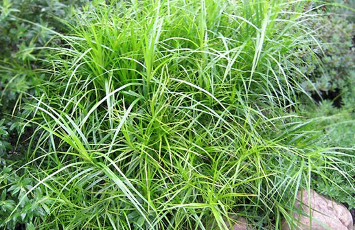 Carex muskingumensis, palmstarr