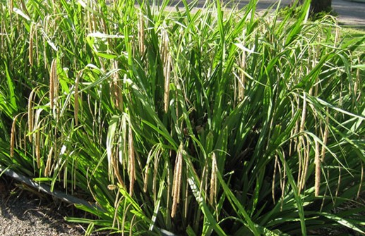 Carex pendula, hängstarr