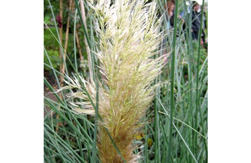 Pampasgräs, blomman