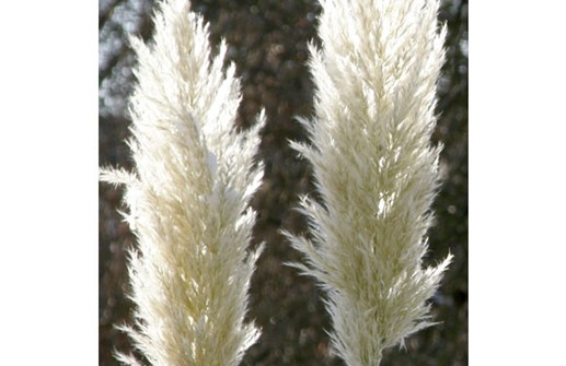 Pampasgräsets ax lyser upp vintertid