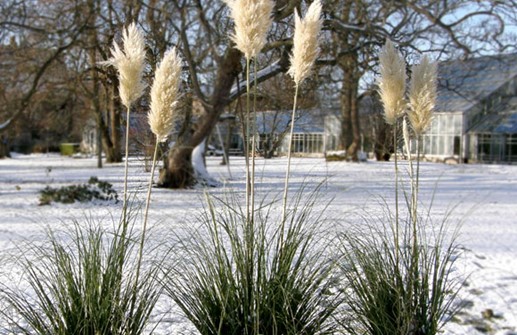 Pampasgräs, en fin vinterprydnad