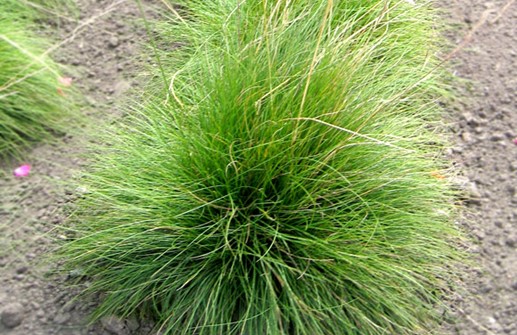 Deschampsia cespitosa, tuvtåtel