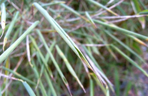 Bergbambu, blad som rullar ihop sig vintertid