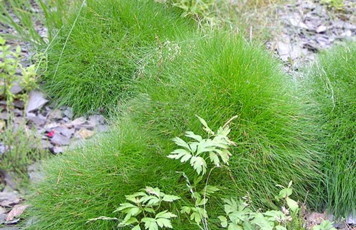 Festuca gautieri, björnsvingel