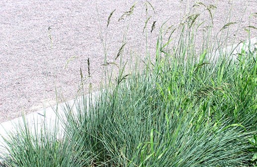 Festuca glauca, blåsvingel