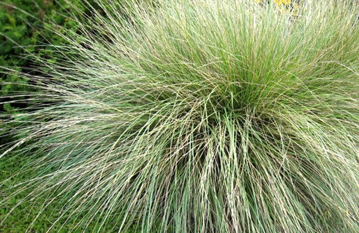 Festuca mairei, atlassvingel