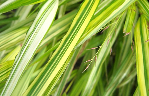 Hakonegräs 'Alboaurea', blad