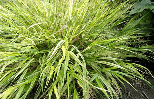 Hakonechloa macra 'Alboaurea', hakonegräs