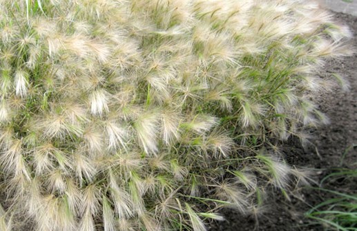 Hordeum jubatum, ekorrhorn i blom