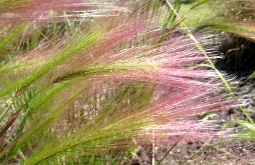 Ekorrhorn, tidiga blomfärgen