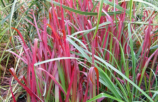 Imperata cylindrica 'Rubra', blodgräs