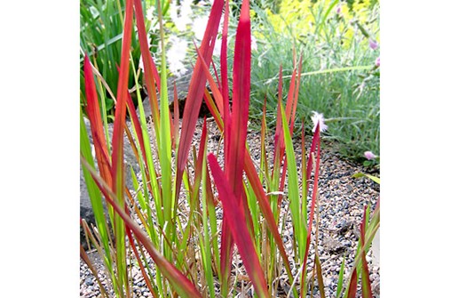 Imperata cylindrica 'Rubra', blodgräs