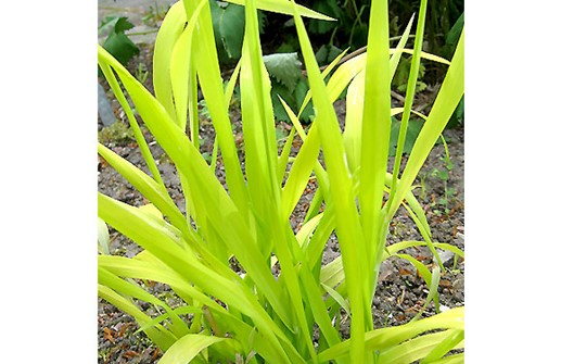 Milium effusum 'Aureum', hässlebrodd