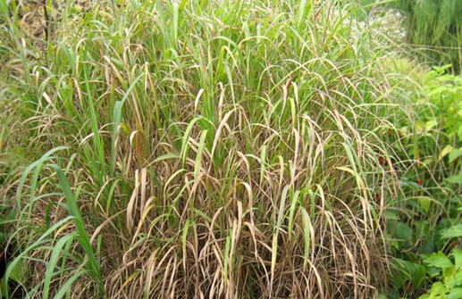 Miscanthus saccariflorus, silvermiskantus