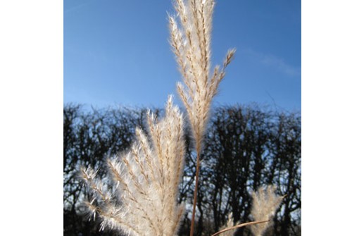 Silvermiskantus blomställning