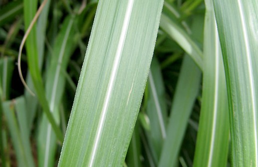 Glansmiskantus 'Silberfeder', blad