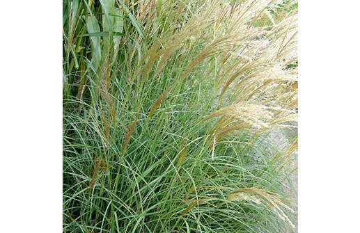 Glansmiskantus 'Yakushima Dwarf'