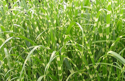 Miscanthus sinensis 'Zebrinus', zebragräs