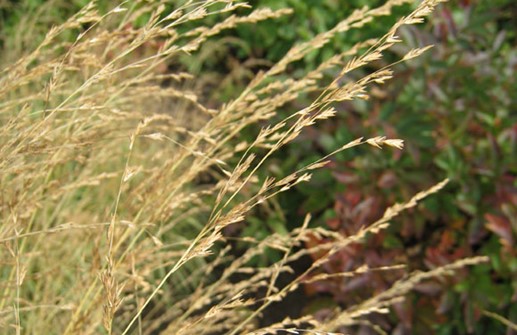 Blåtåtel 'Variegata', ax i blom