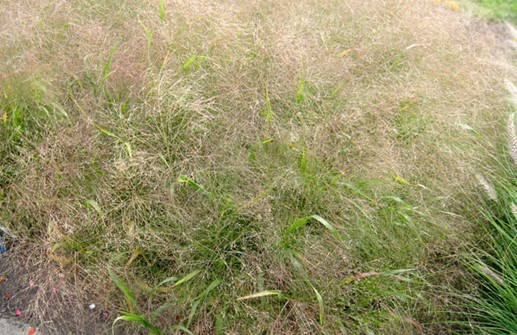 Panicum virgatum 'Fontaine', jungfruhirs