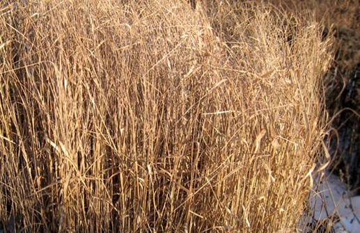 Jungfruhirs 'Rhebraun', vintertid