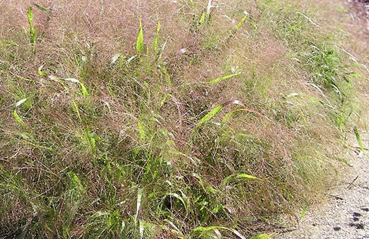 Panicum virgatum, jungfruhirs