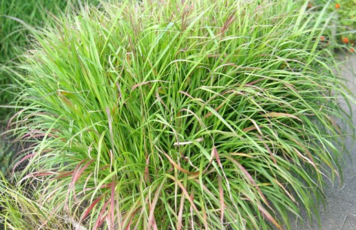 Pennisetum alopecuroides 'Hameln', lampborstgräs